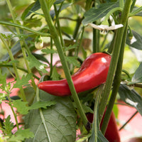 Fresno & Thai Spicy Chili Jam